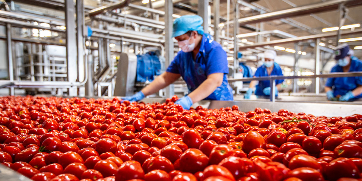 Conserve Italia: assunzioni in arrivo per 1.350 stagionali